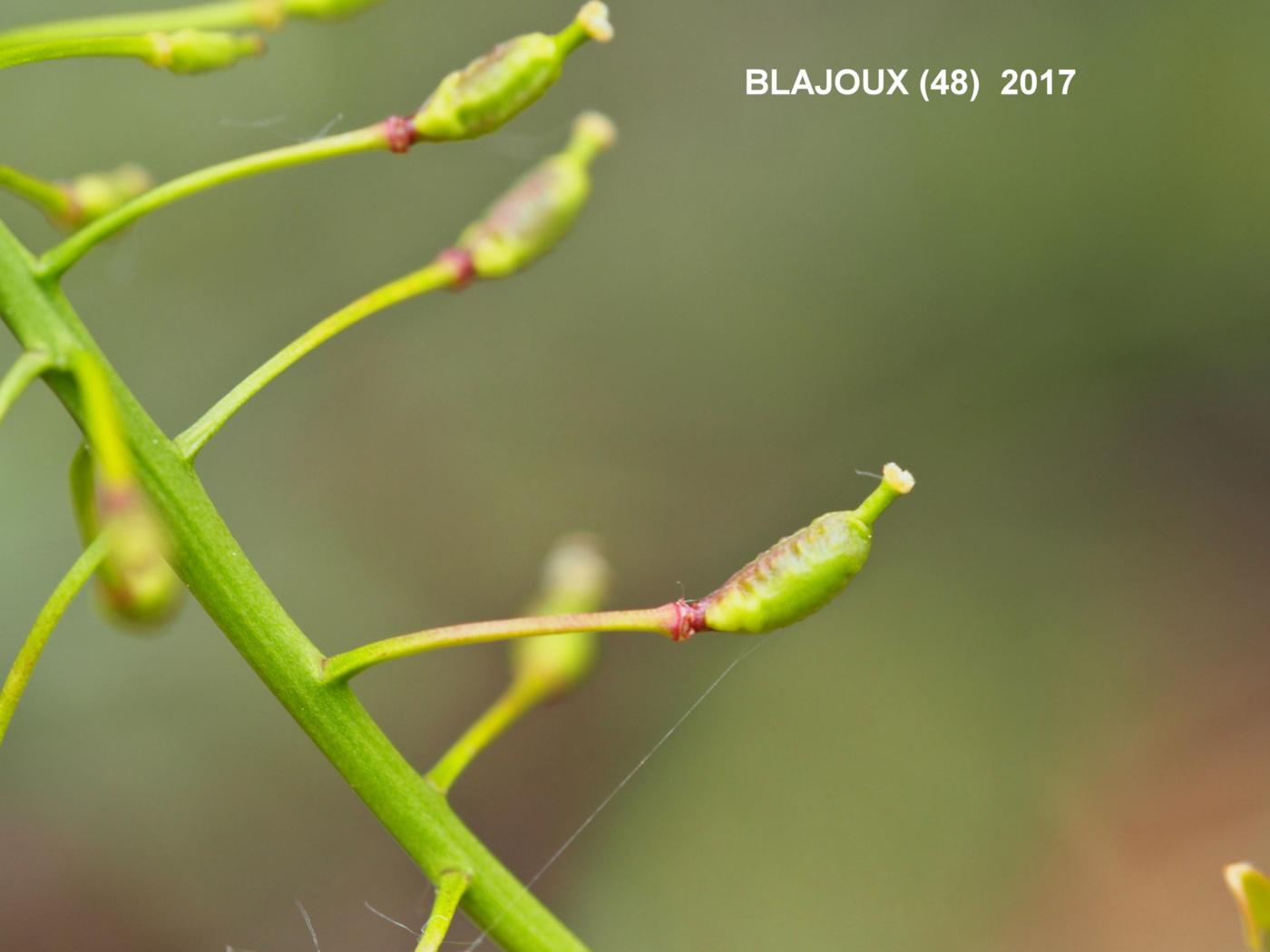 Yellow-cress, Great fruit